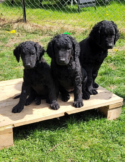 Curly coat retreiver 3 of Karo and Quito Pups Born 5 April 2023