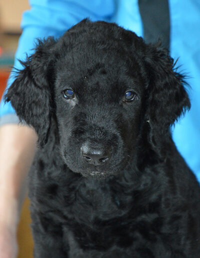 Curly coat retreiver Frodon 6.5 weeks