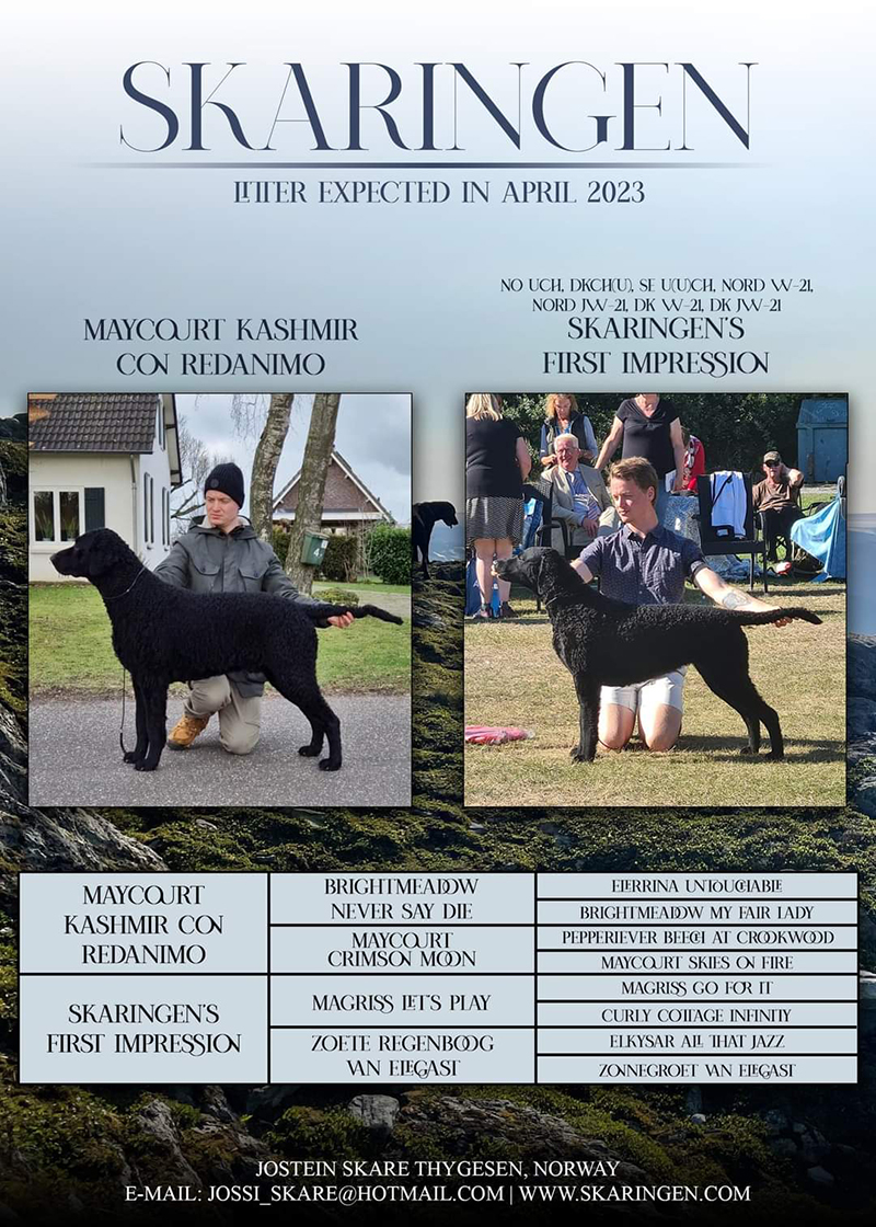 Quito and Karo Feb 23 Redanimo Dogs