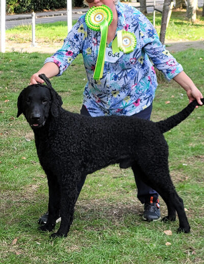 Curly coat retreiver Frodon 1 year