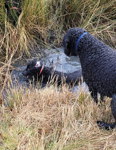 indaditch 12 mar 22 Redanimo curly coat retrievers